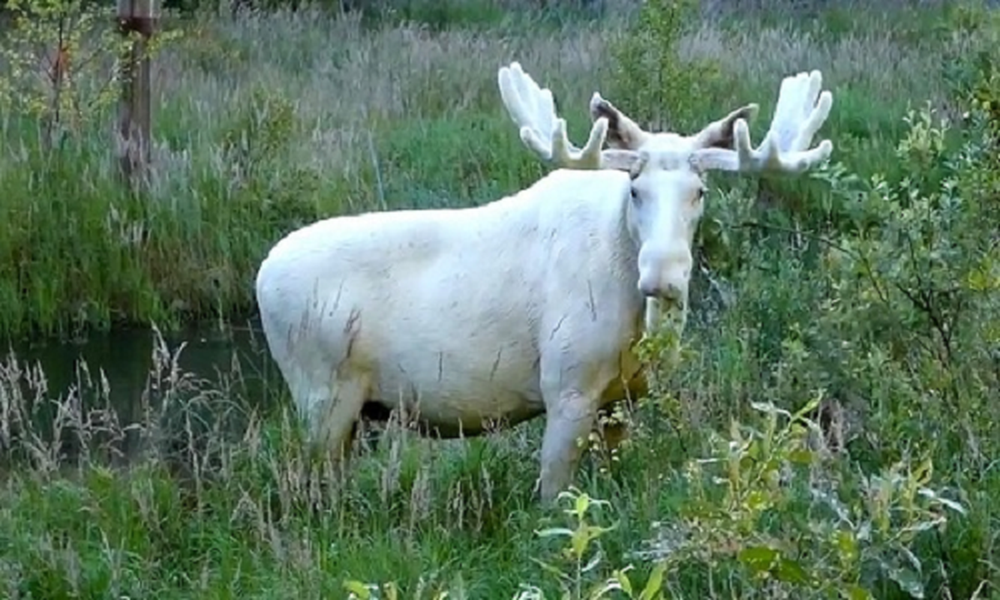  Xuất hiện nai sừng tấm trắng quý hiếm như trong thần thoại ở Thụy Điển