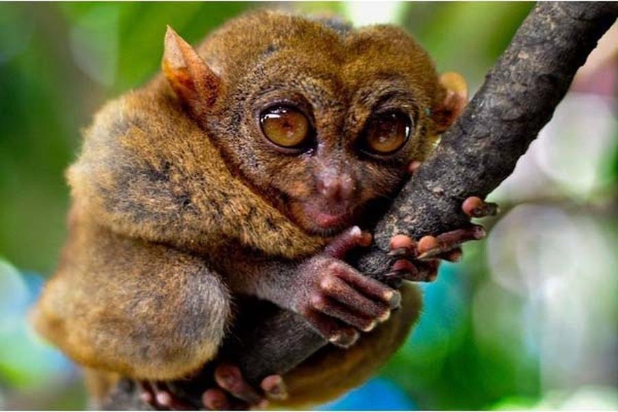 Cận cảnh loài khỉ lùn có khả năng liên lạc đặc biệt từng bị cho là đã tuyệt chủng 