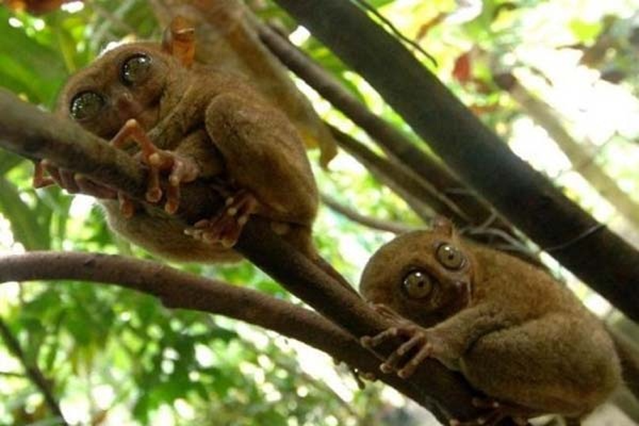 Cận cảnh loài khỉ lùn có khả năng liên lạc đặc biệt từng bị cho là đã tuyệt chủng 