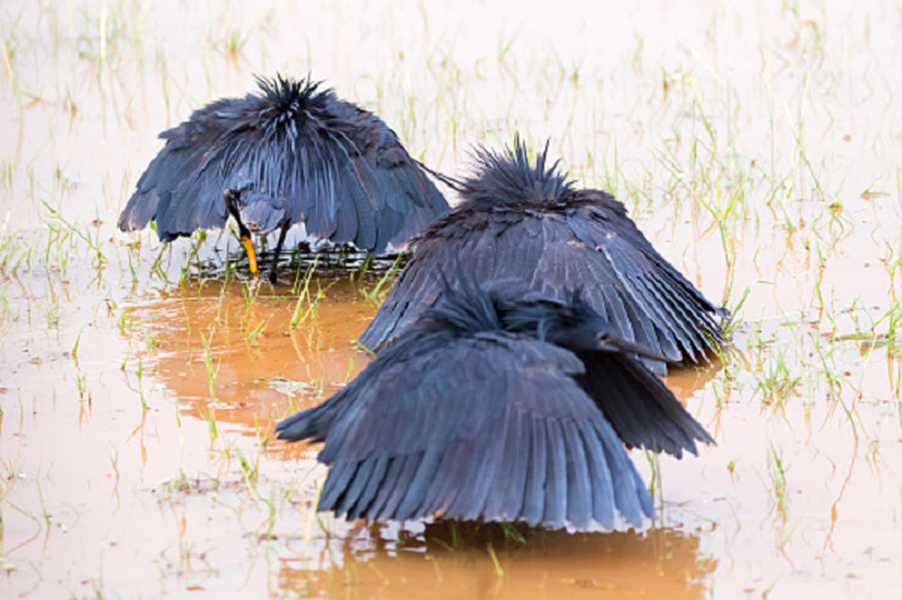 Kỹ năng săn mồi độc đáo của loài chim châu Phi