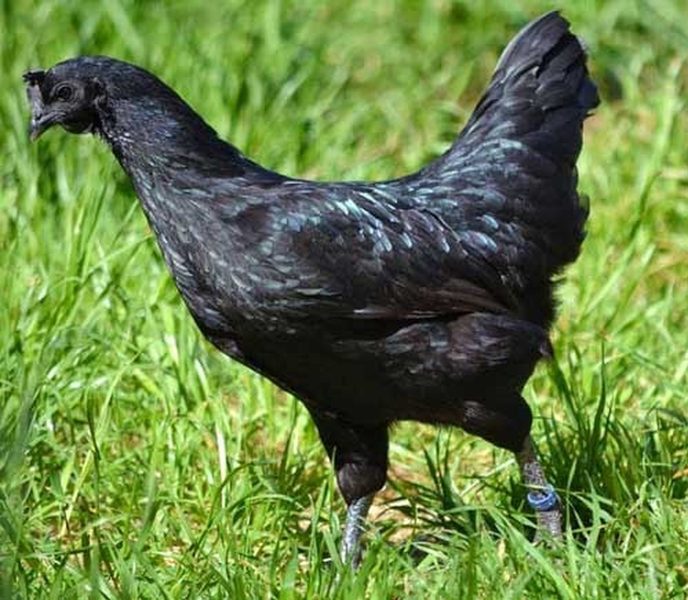 Trứng gà đen như cục than, giá tới 1 triệu đồng/quả vẫn được khách săn lùng 