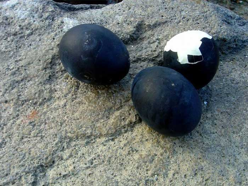 Trứng gà đen như cục than, giá tới 1 triệu đồng/quả vẫn được khách săn lùng 