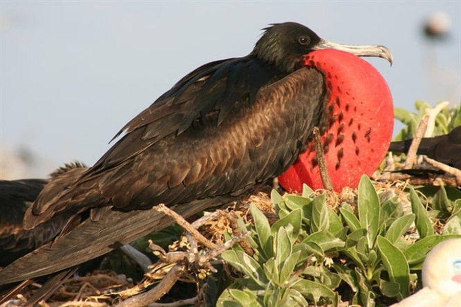 Loài chim siêu phàm bay liên tục 2 tháng không nghỉ, có khả năng ngủ khi đang bay 