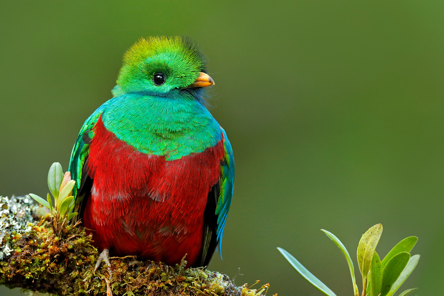 Loài chim quý hơn vàng tượng trưng cho thần linh và tự do trong văn hóa Maya