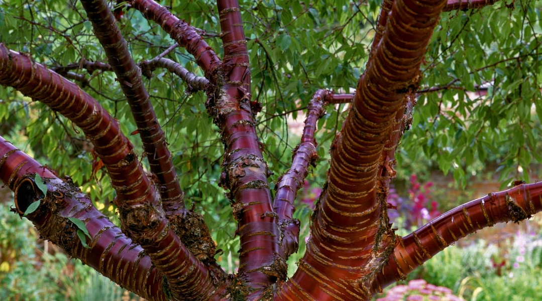 Loài cây có lớp vỏ như đồng, được trồng làm cảnh ở nhiều nơi trên thế giới