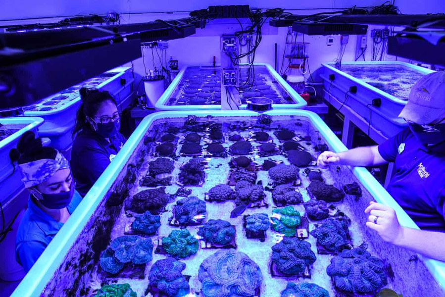 Các nhà khoa học tái tạo loài san hô nguy cấp trong phòng thí nghiệm