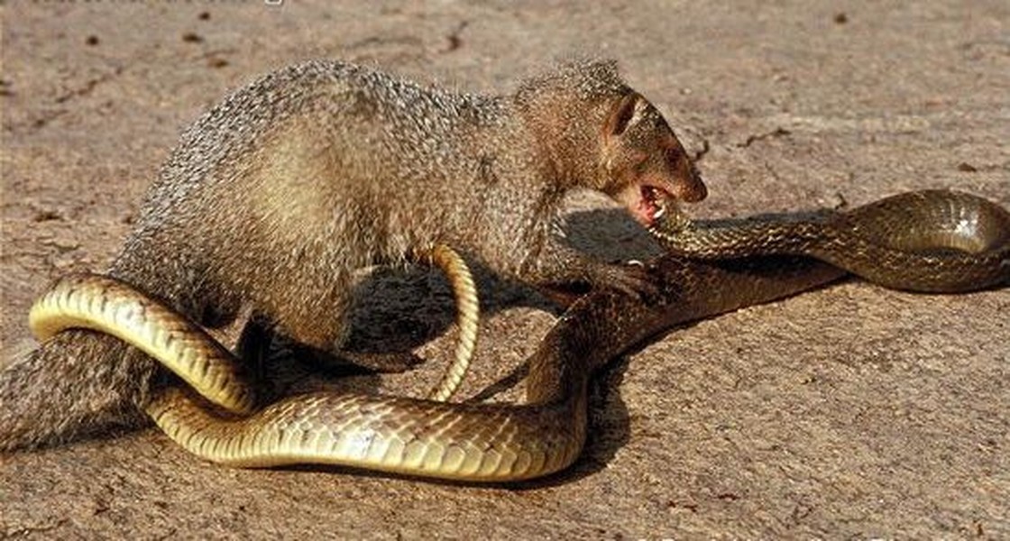 Những loài chuyên săn mồi ăn thịt rắn kịch độc