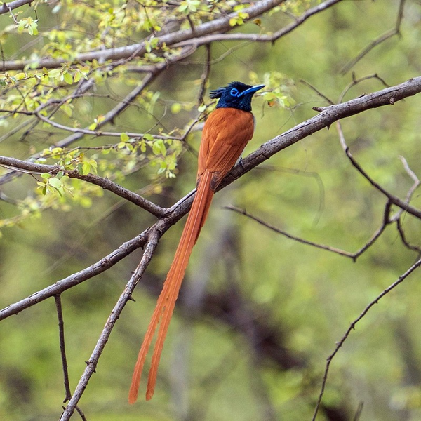 Vẻ đẹp của loài chim có chiếc đuôi dài độc đáo