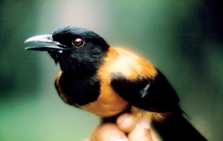 Loài chim nguy hiểm nhất trên thế giới, chạm vào lông cũng có thể mất mạng