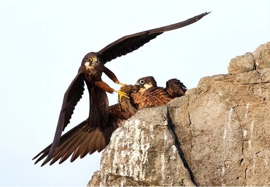 Loài chim chuyên vặt lông con mồi và giam vào khe đá trước khi ăn thịt