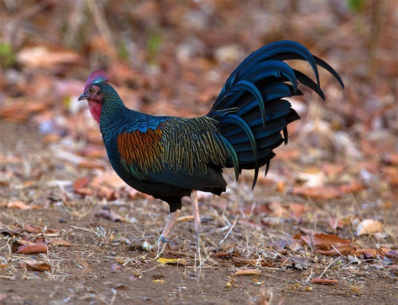 Bộ lông siêu đẹp của loài gà rừng quý hiếm chỉ có ở một quốc gia