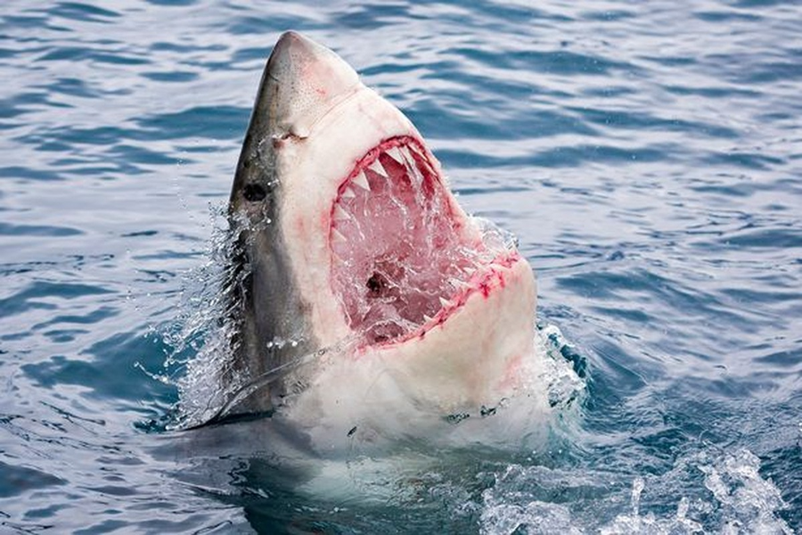 Kinh ngạc loài cá mọc 30.000 chiếc răng trong suốt cuộc đời