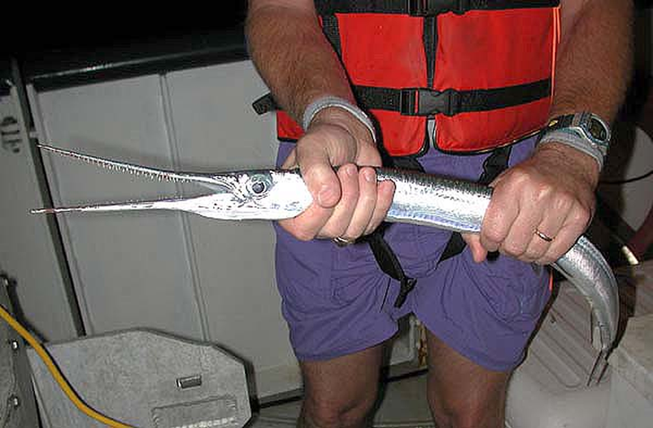 Loài cá mảnh mai “sát thủ” rất nguy hiểm với con người