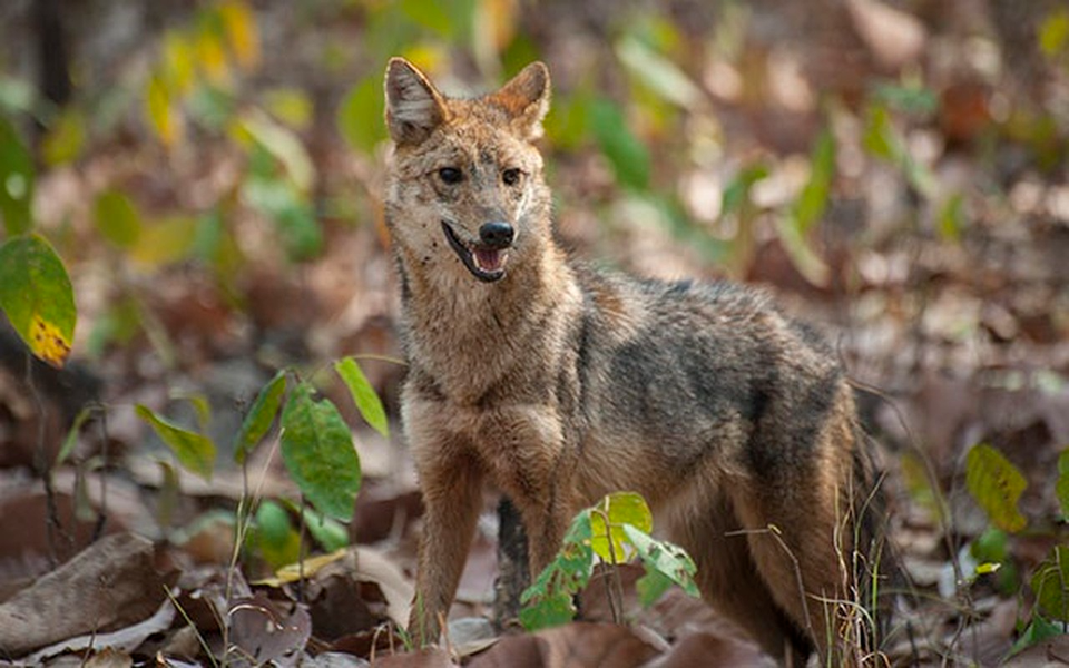 Những điều chưa biết về loài sói rừng Việt Nam quý hiếm
