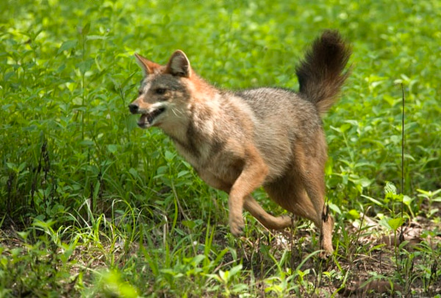 Những điều chưa biết về loài sói rừng Việt Nam quý hiếm