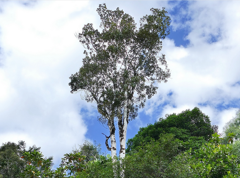 Bí ẩn về loại cây quý hiếm có khả năng thu thập một lượng lớn niken từ mặt đất