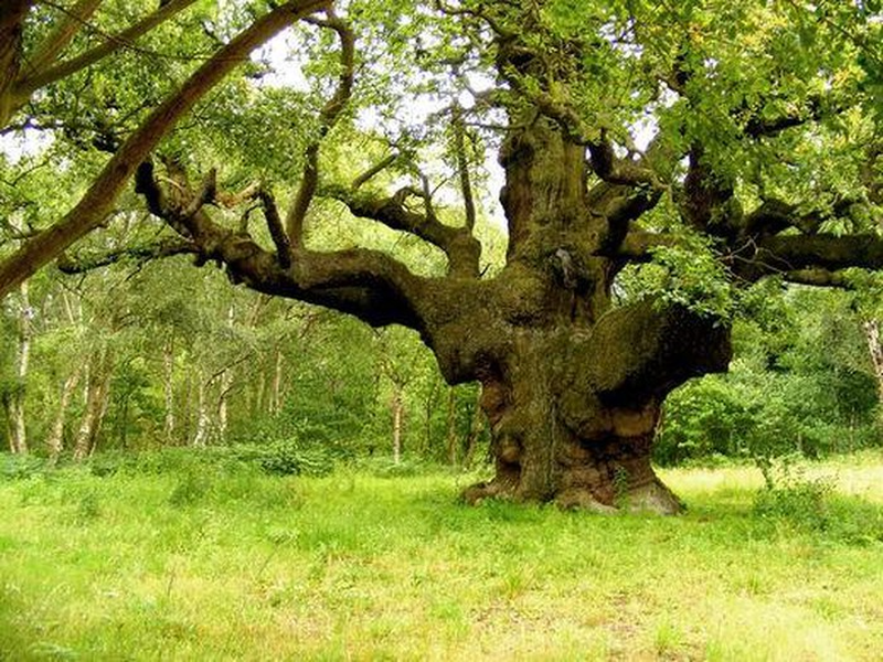 Bí mật cây sồi 1.000 tuổi gắn liền với huyền thoại Robin Hood