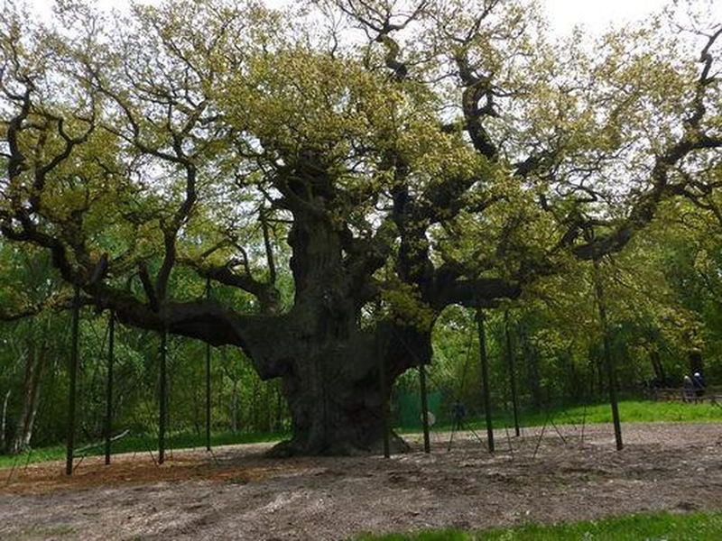Bí mật cây sồi 1.000 tuổi gắn liền với huyền thoại Robin Hood