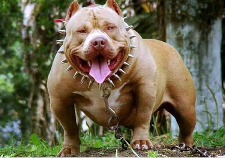 Pitbull cắn chết người - ảnh chó dữ: Sự việc khủng khiếp xảy ra với một người vì một con Pitbull dữ. Nhưng đừng vội kết tội cho loài chó, hãy cùng xem ảnh và tìm hiểu về động vật cũng như những nguyên nhân mà chó trở nên hung hăng.