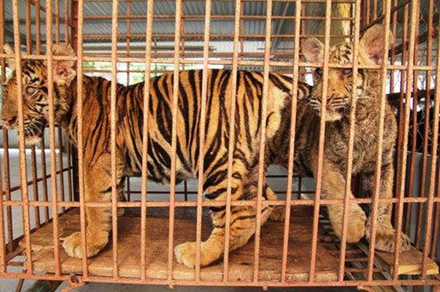 Hổ Việt Nam: Sự biến mất trong tự nhiên và xuất hiện trong các trại nuôi (Kỳ 1)