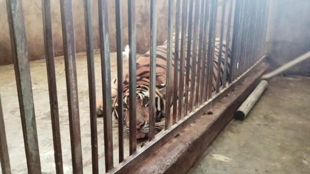 Hổ Việt Nam: Bịt kẽ hở biến tướng từ việc nuôi hổ phi thương mại (Kỳ 2)