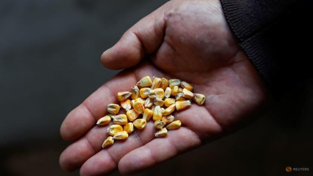 Thị trường ngũ cốc châu Âu 'dậy sóng' sau tuyên bố của Tổng thống Putin