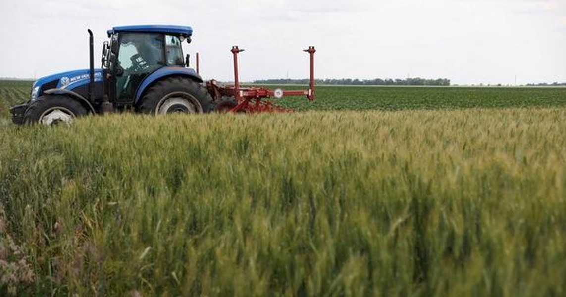 Thị trường ngũ cốc châu Âu 'dậy sóng' sau tuyên bố của Tổng thống Putin