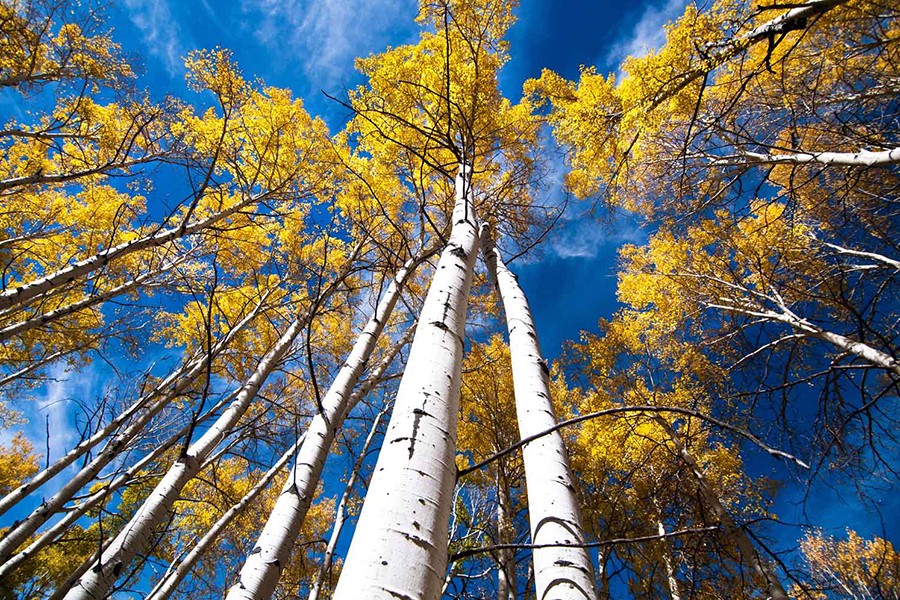 [ẢNH] Top 6 cây cổ thụ có tuổi thọ cao nhất thế giới