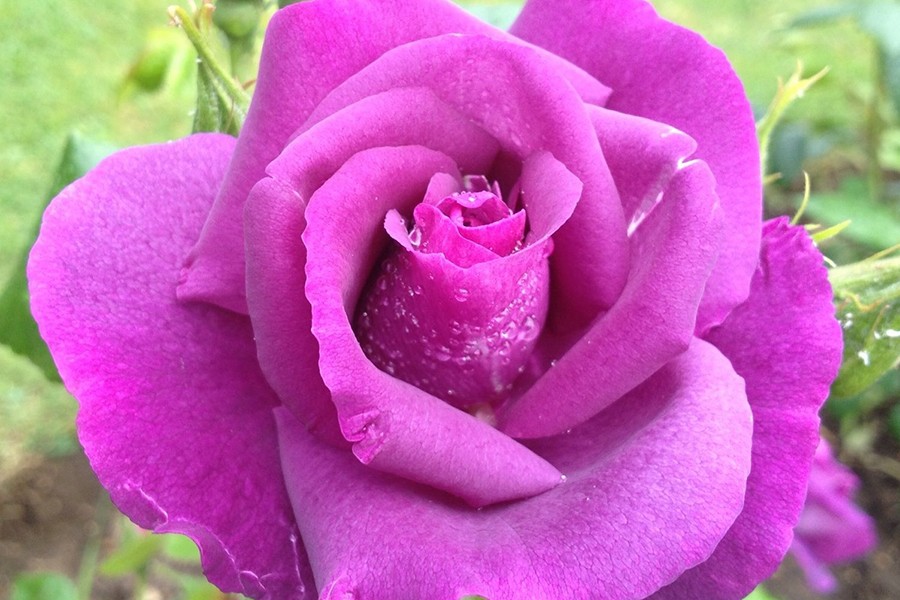 [ẢNH] Chiêm ngưỡng những loài hoa hồng quyến rũ nhất thế giới