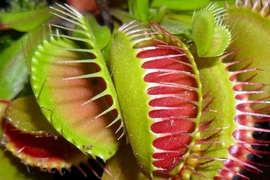 [ẢNH] Chiêm ngưỡng những loài cây ‘ăn’ thịt kỳ lạ nhất thế giới