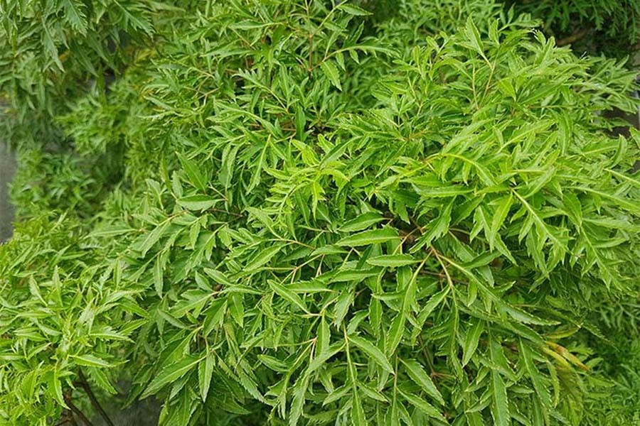 [ẢNH] Những loài cây chữa bệnh ‘nhất định phải có’ trong vườn nhà bạn