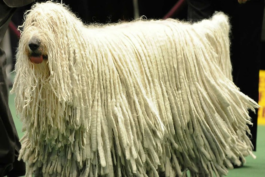 [ẢNH] Những loài động vật sở hữu bộ lông kỳ lạ nhất thế giới