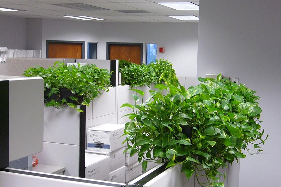 [ẢNH] Phong thủy văn phòng: Những loại cây cảnh giúp đem lại tài lộc, công việc hanh thông