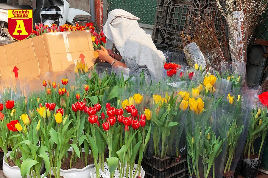 [ẢNH] Ngắm hoa ‘đẹp - độc - lạ’ ở chợ hoa Quảng An ngày giáp Tết 