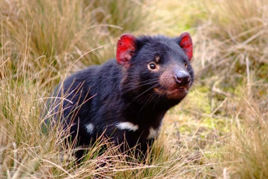 [ẢNH] Điều ít biết về quỷ Tasmania - sinh vật vừa chào đời ở lục địa Australia sau 3.000 năm biến mất