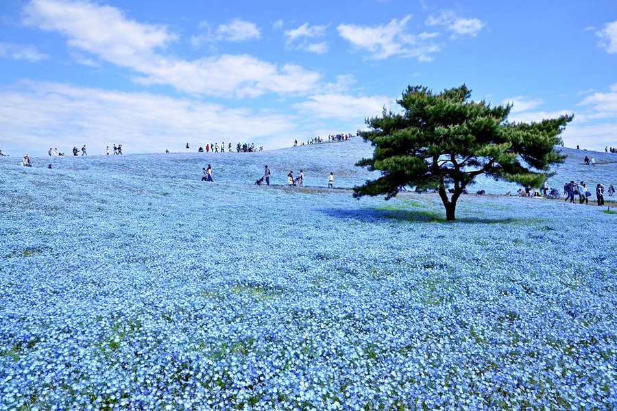 [ẢNH] ‘Lạc’ trong thiên đường hoa nở quanh năm tại Nhật Bản