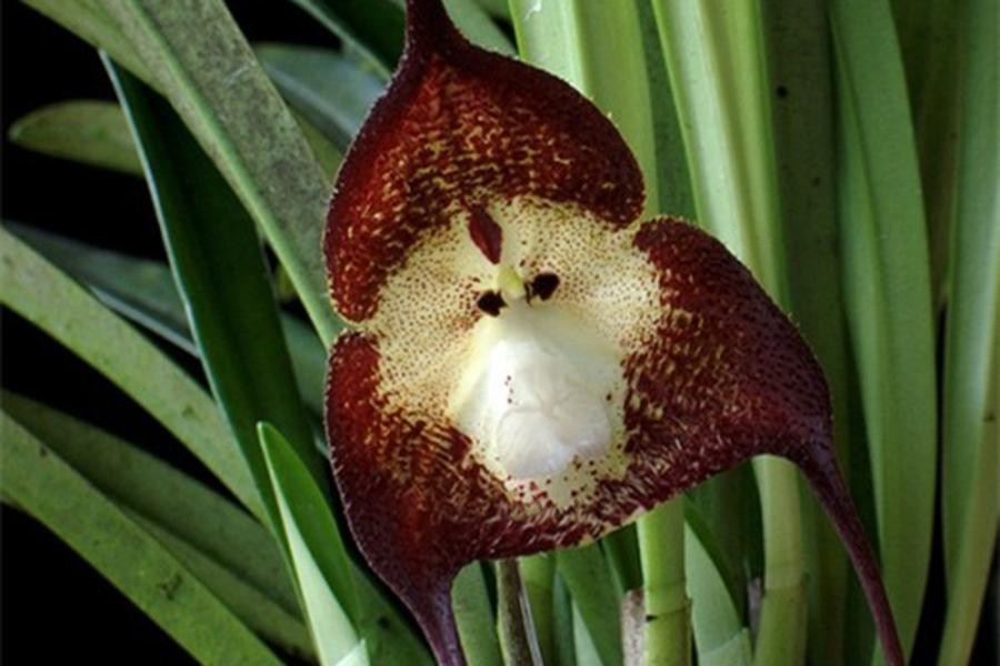 [ẢNH] Chiêm ngưỡng vẻ đẹp của những loài hoa lan mang hình dáng động vật