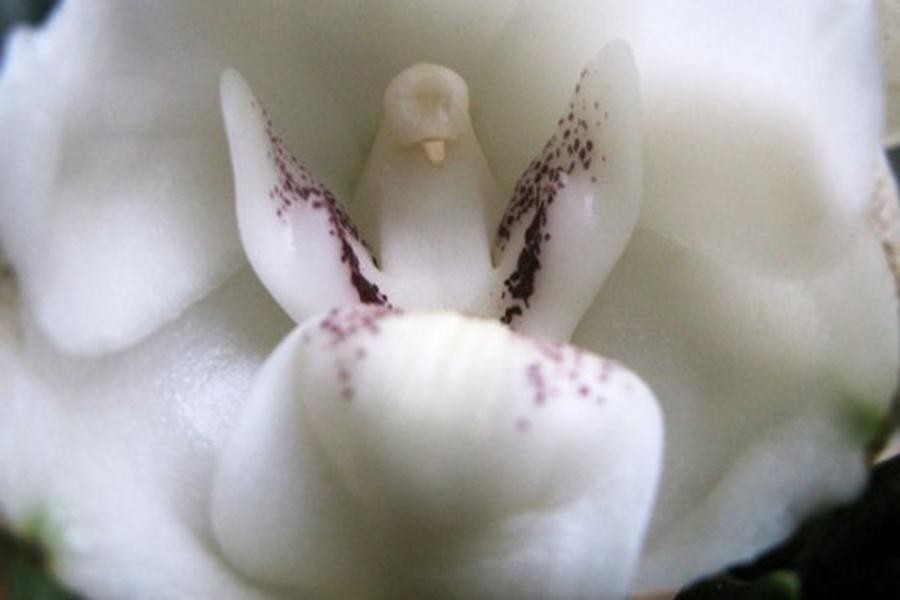 [ẢNH] Chiêm ngưỡng vẻ đẹp của những loài hoa lan mang hình dáng động vật