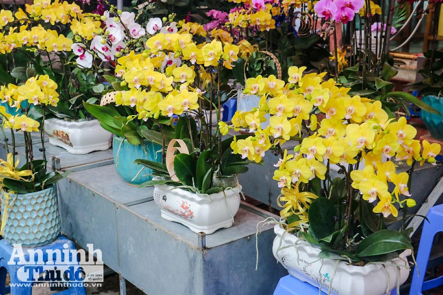 Sắc Tết rực rỡ tại chợ hoa đầu mối lớn nhất Hà thành