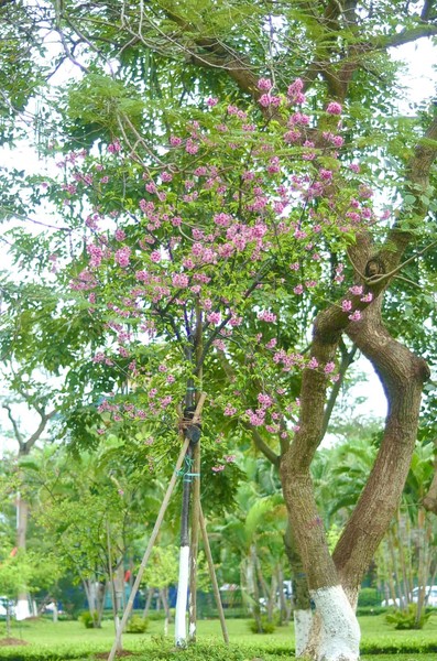 Hoa anh đào Nhật Bản bung nở rực rỡ trong công viên ở Hà Nội