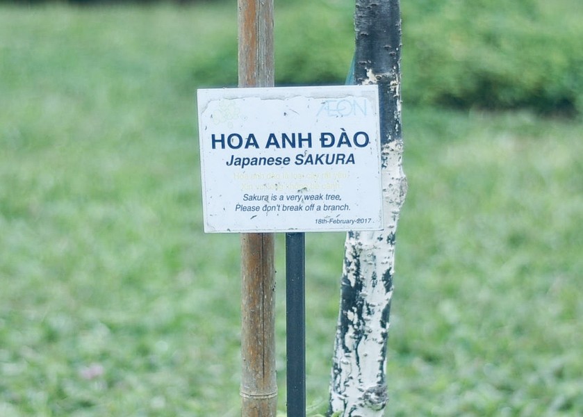 Hoa anh đào Nhật Bản bung nở rực rỡ trong công viên ở Hà Nội