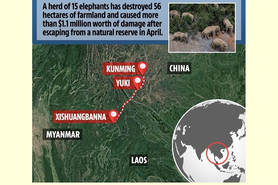 [Ảnh] Đàn voi rừng lang thang bí ẩn ở Trung Quốc thành “sao” thế giới