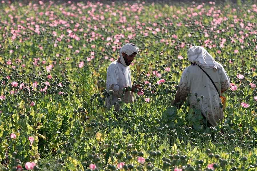 Taliban truy quét ‘thế giới ngầm’ ma túy ở Afghanistan