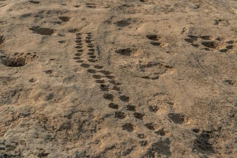 Kỳ bí những bức tranh khắc trên đá ở sa mạc Qatar