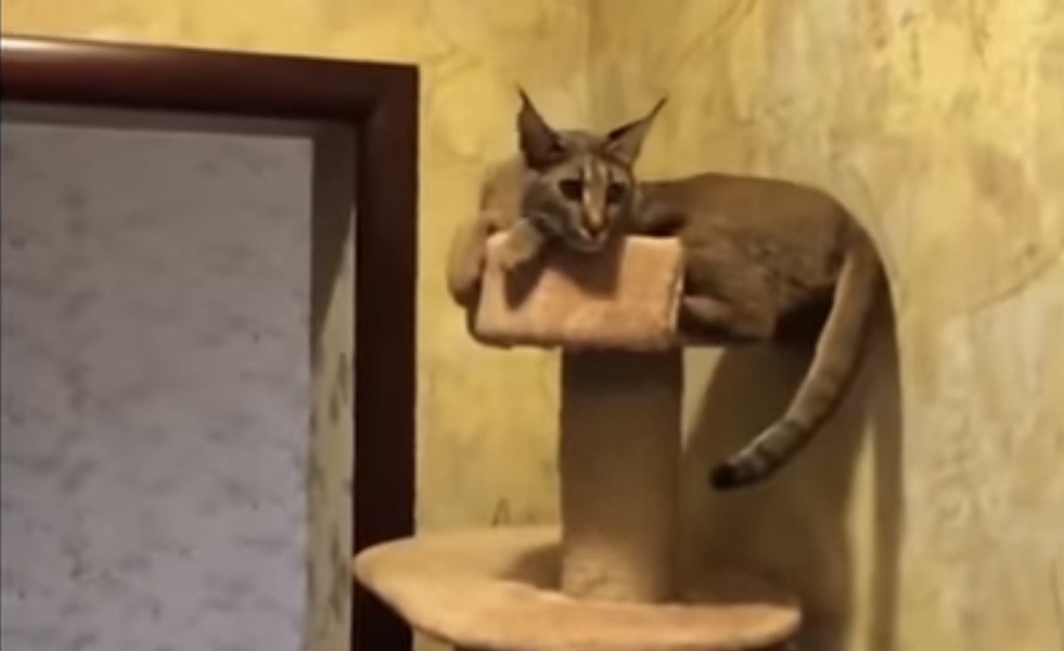 Top 10 giống mèo độc lạ nhất thế giới