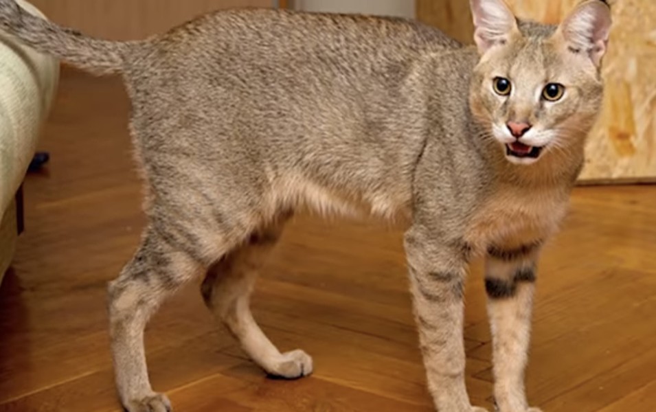 Top 10 giống mèo độc lạ nhất thế giới