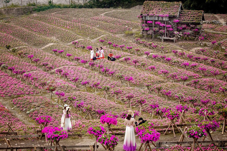 Ngắm cánh đồng hoa Dạ yến thảo đẹp như cổ tích ở Hà Nội