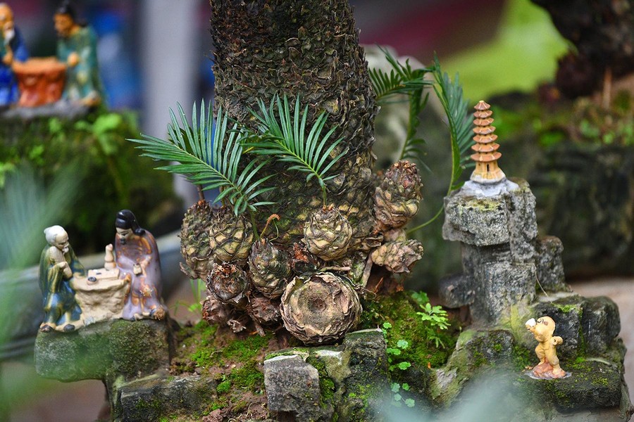 Ngắm bonsai mini giá hàng chục triệu đồng ở Hà Nội