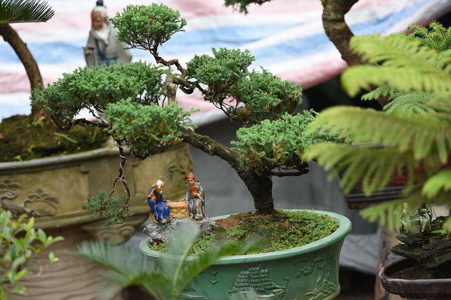 Ngắm bonsai mini giá hàng chục triệu đồng ở Hà Nội