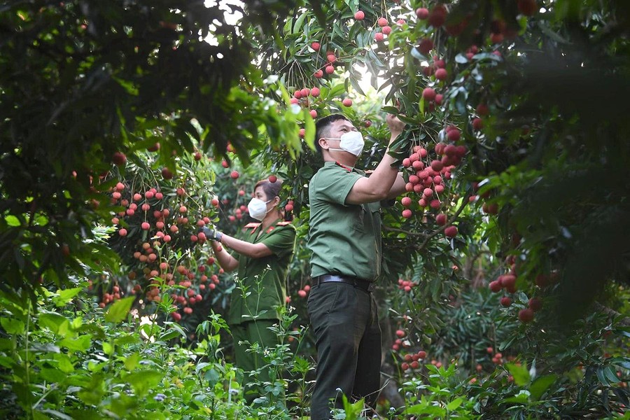 Giữa tâm dịch, Công an Bắc Giang giúp người dân thu hoạch nông sản